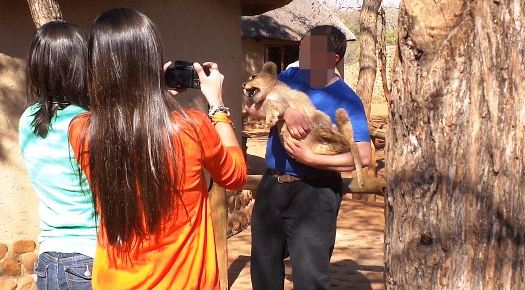 Turista tirando foto com filho de leão