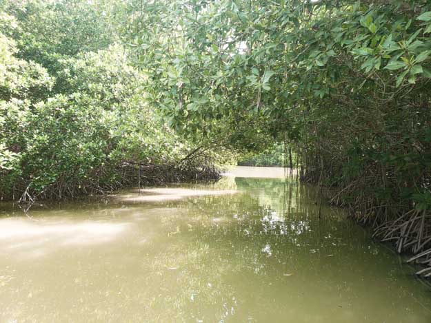 manguezal da Laguna Chacahua