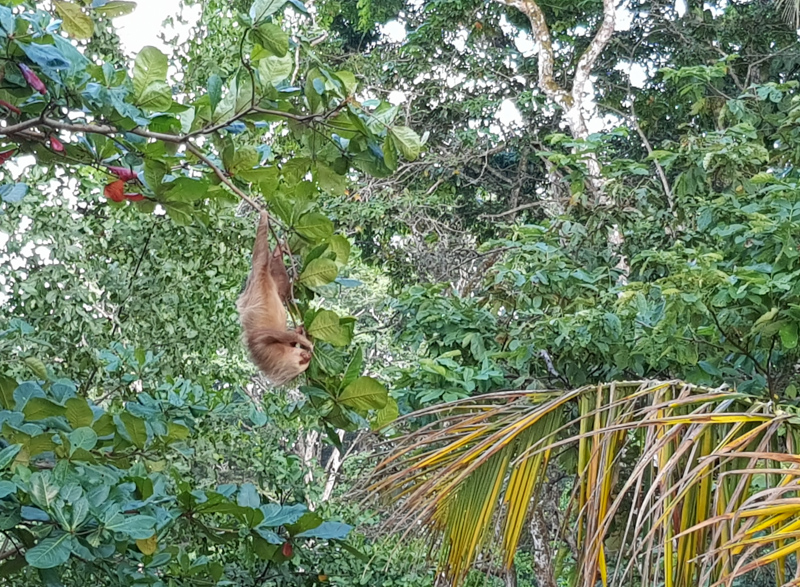 Bicho-Preguiça na Punta Uva Costa Rica