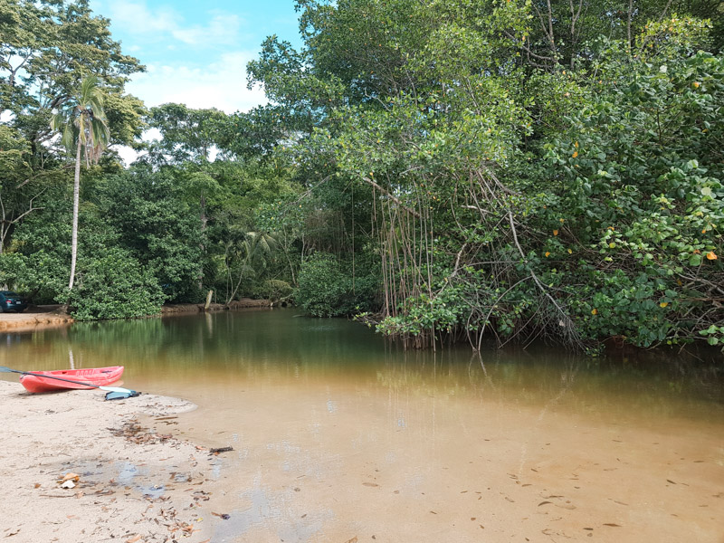manguezal em Punta Uva